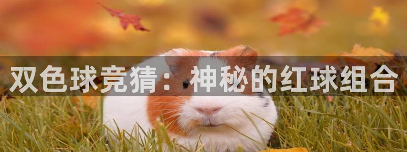 小九篮球直播